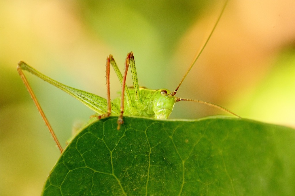 Free Insect Photos - Gratisography