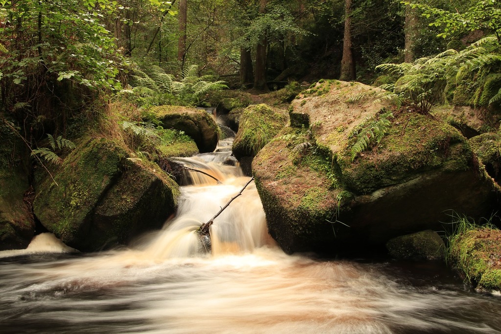 A stream running through a lush green forest. Forest river flowing