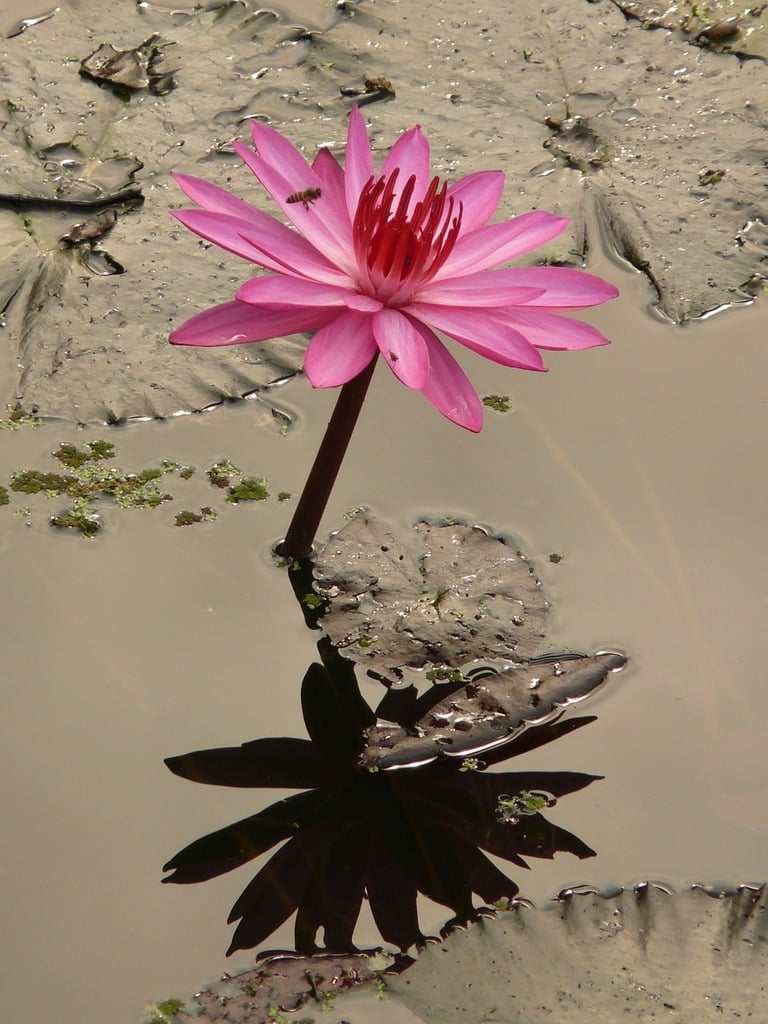 A pink flower in a puddle of water. Water lily blossom bloom. - PICRYL -  Public Domain Media Search Engine Public Domain Search