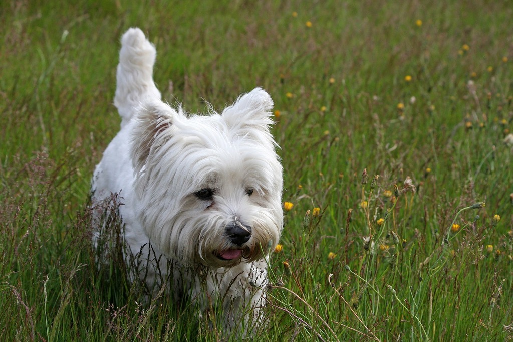 23 Westie Images: PICRYL - Domain Media Search Public Domain Search