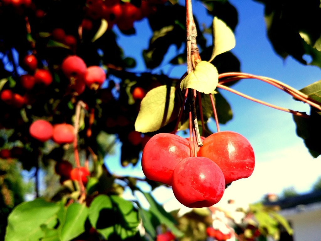 Small apples on branch - PICRYL - Public Domain Media Search Engine Public  Domain Search