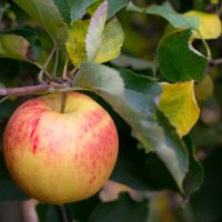 Small apples on branch - PICRYL - Public Domain Media Search Engine Public  Domain Search