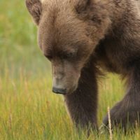 Brown Bear - Ursus arctos - NatureWorks