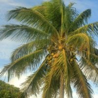 New York Mets MLB Tropical Coconut Tree Sunset Design 3D Hawaiian