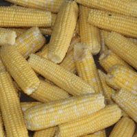 A close up of a corn cob on a table. Corn grain corn on the cob,  backgrounds textures. - PICRYL - Public Domain Media Search Engine Public  Domain Search