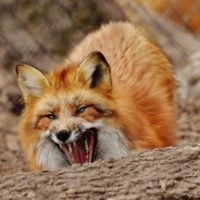 Red Fox Vixen, Other Mammals, Animals