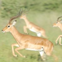 antelope running