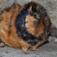 Rare breeds of guinea pigs – Guinea Pig Sandy