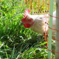 Jersey Giant X Light Brahma?  BackYard Chickens - Learn How to