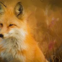 Red Fox Vixen, Other Mammals, Animals