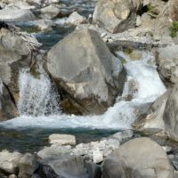 A stream running through a lush green forest. Forest river flowing