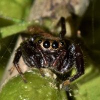 A close up of a spider on a piece of paper. Spider hairy jumping,  backgrounds textures. - PICRYL - Public Domain Media Search Engine Public  Domain Image