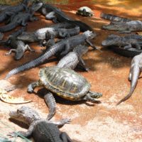 A Crocodile Devouring a Water Snake - Google Art Project - PICRYL - Public  Domain Media Search Engine Public Domain Search